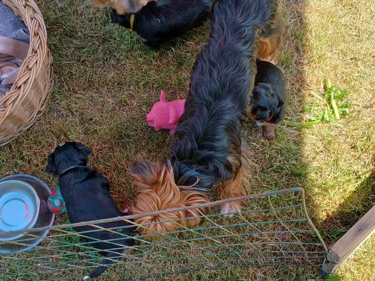Billede 8 - Yorkshire Terrier hvalpe 