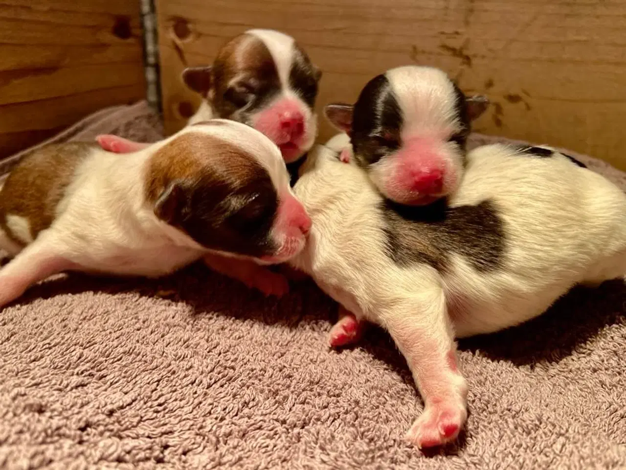 Billede 4 - Biewer Yorkshire terrier / Bolognese