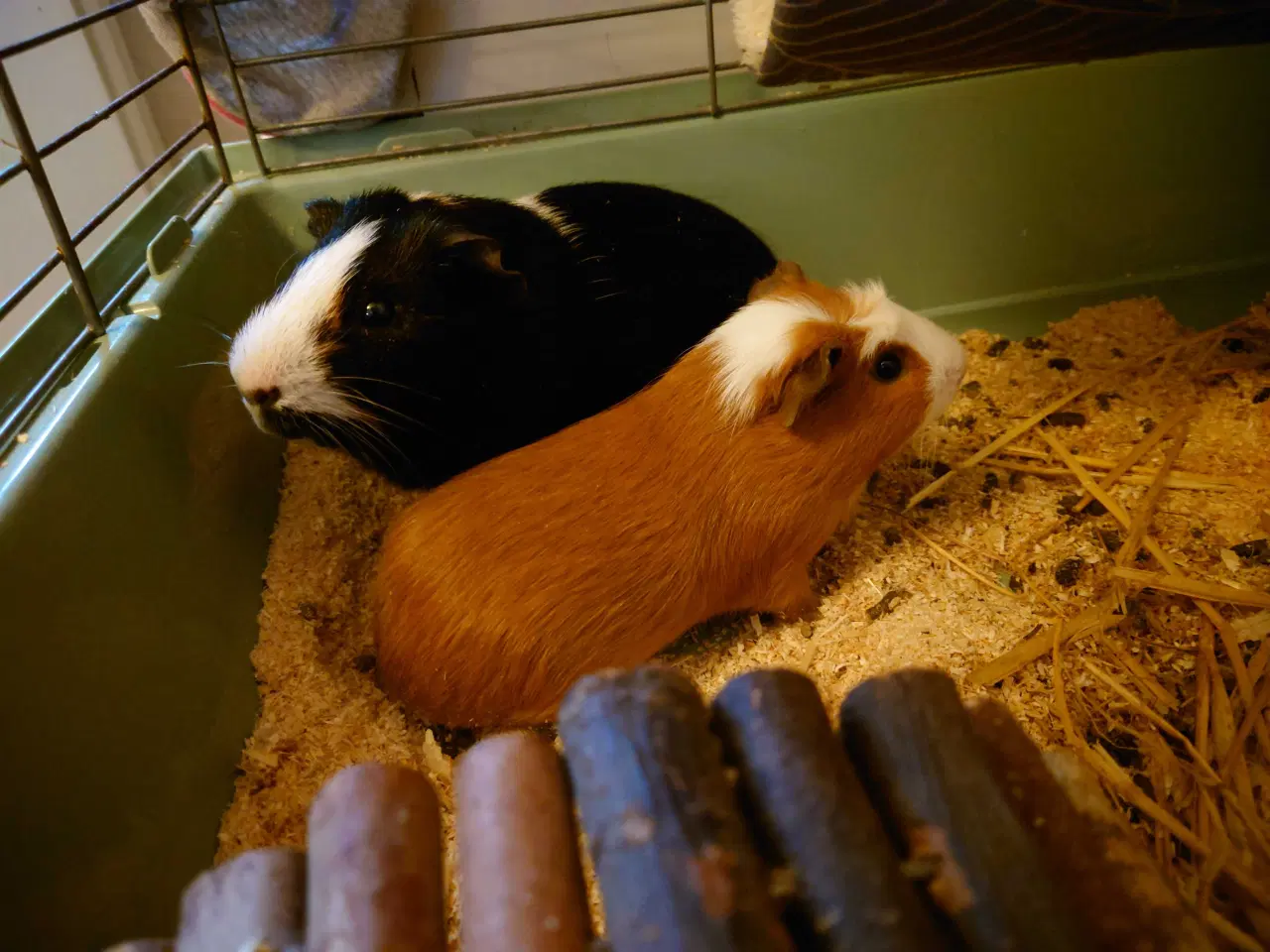 Billede 1 - To drenge marsvin