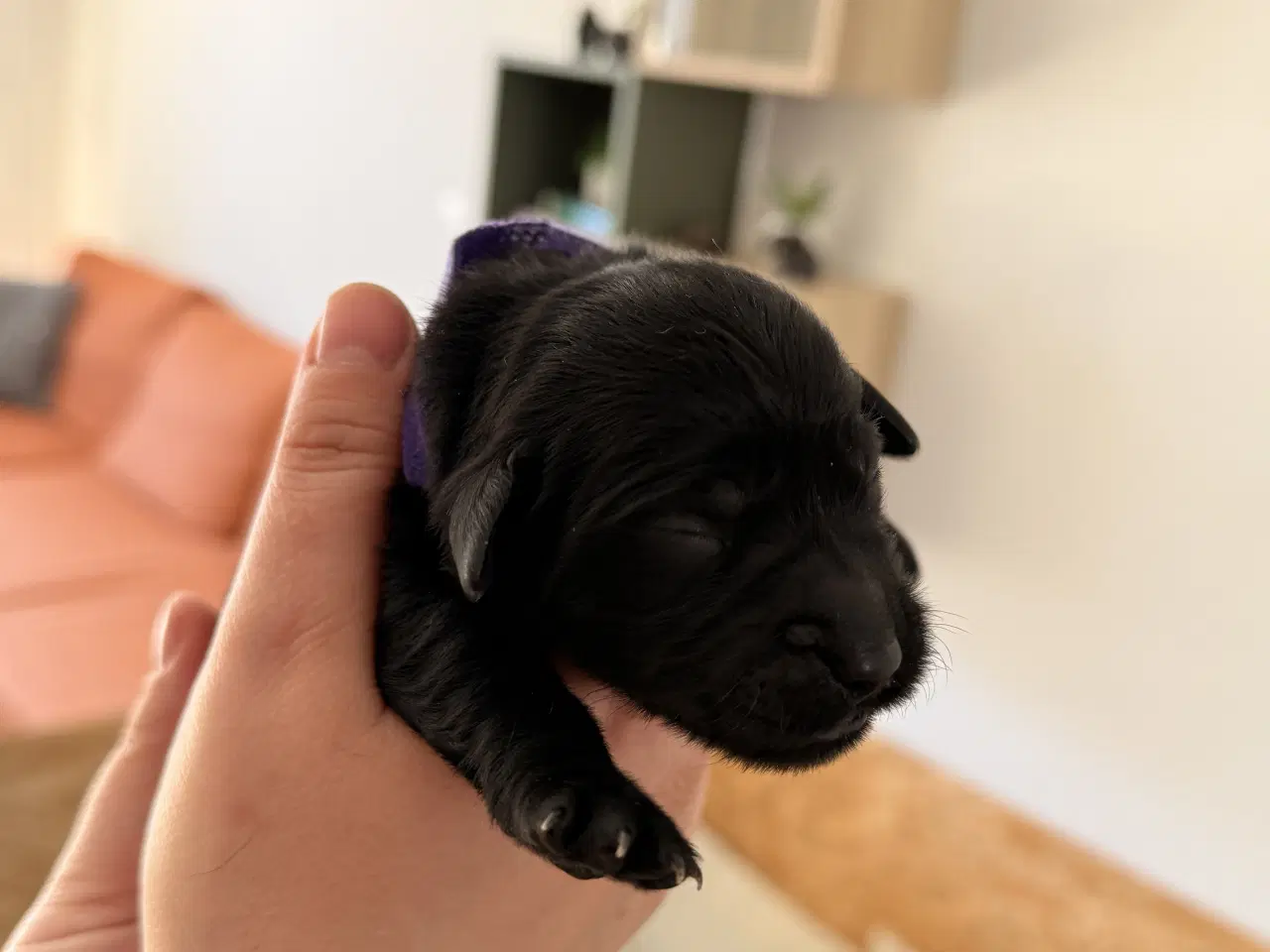 Billede 9 - Golden Retriever/Labrador hvalpe