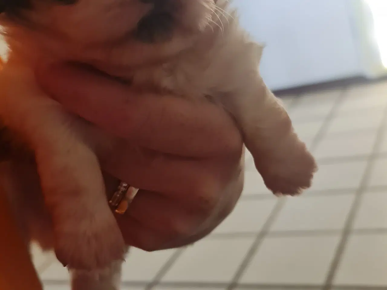 Billede 6 - To Pekingeser drenge tilbage