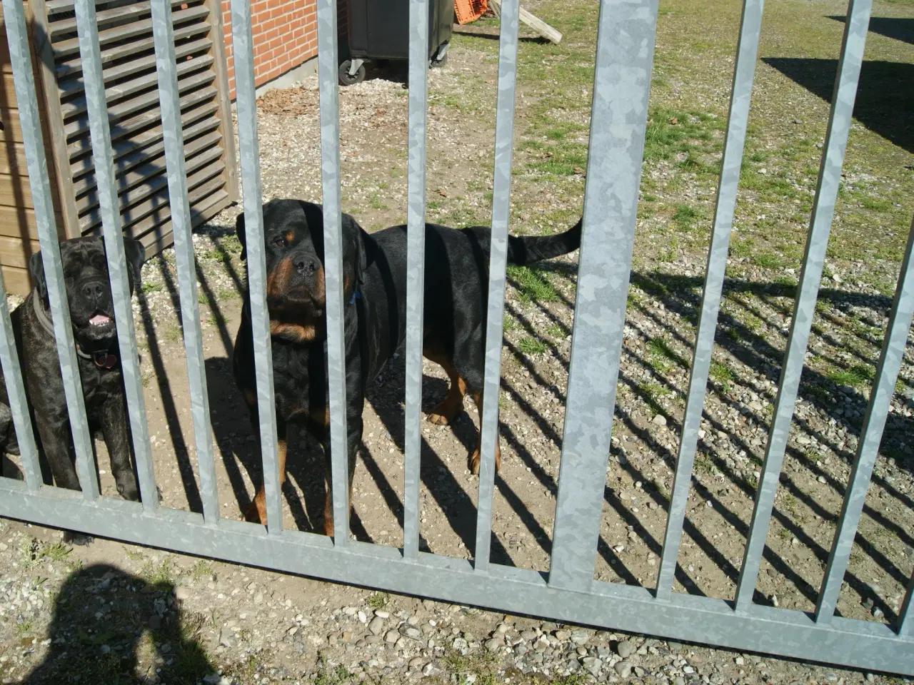 Billede 4 - Hvalpe. Søger ny hjem. Cane Corso / Rottweiler