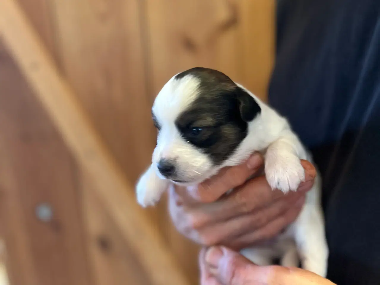 Billede 5 - Hvalpe Dansk/Svensk gårdhund blanding