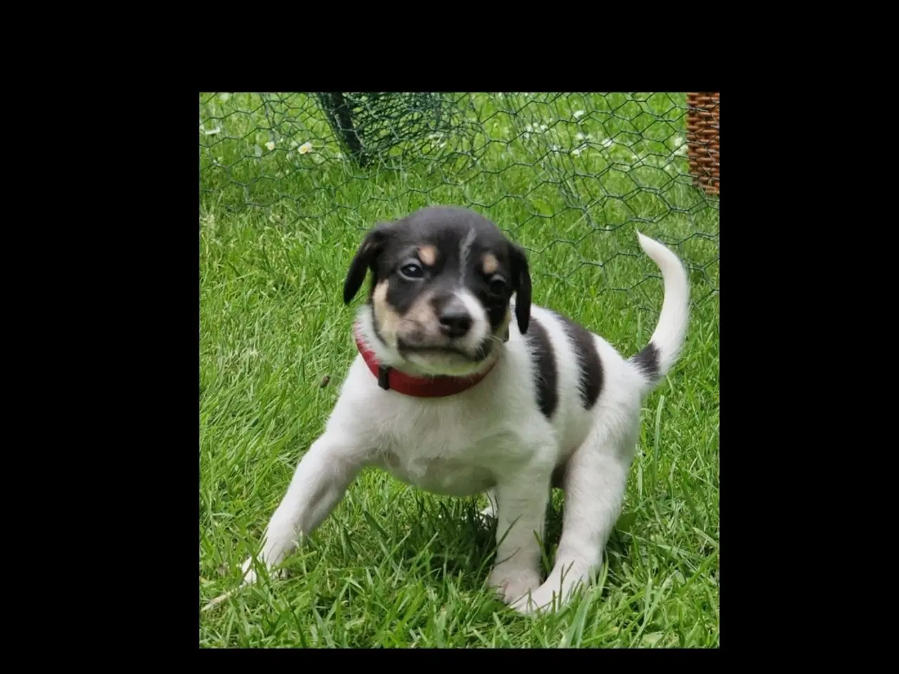 Billede 12 - Dansk svensk gårdhunde hvalpe 