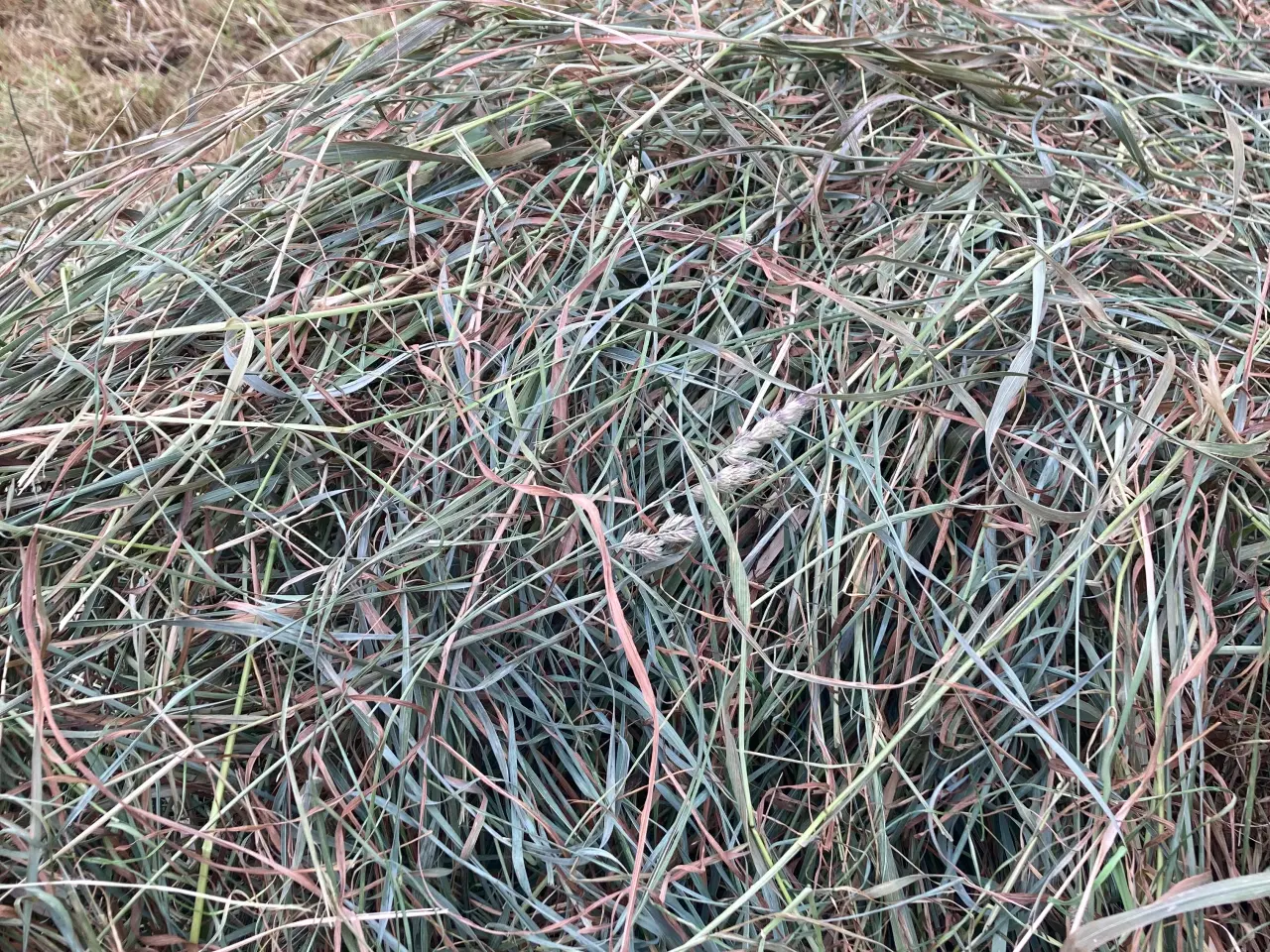 Billede 2 - Wraphø Horsemax rundballer