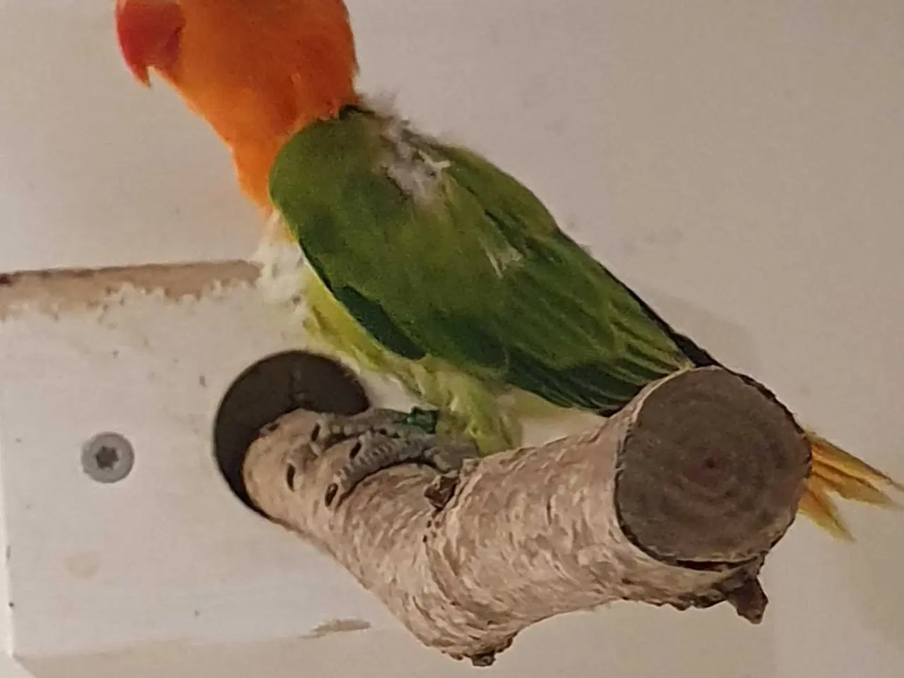 Billede 5 - Dværgpapegøje Grøn Opaline 