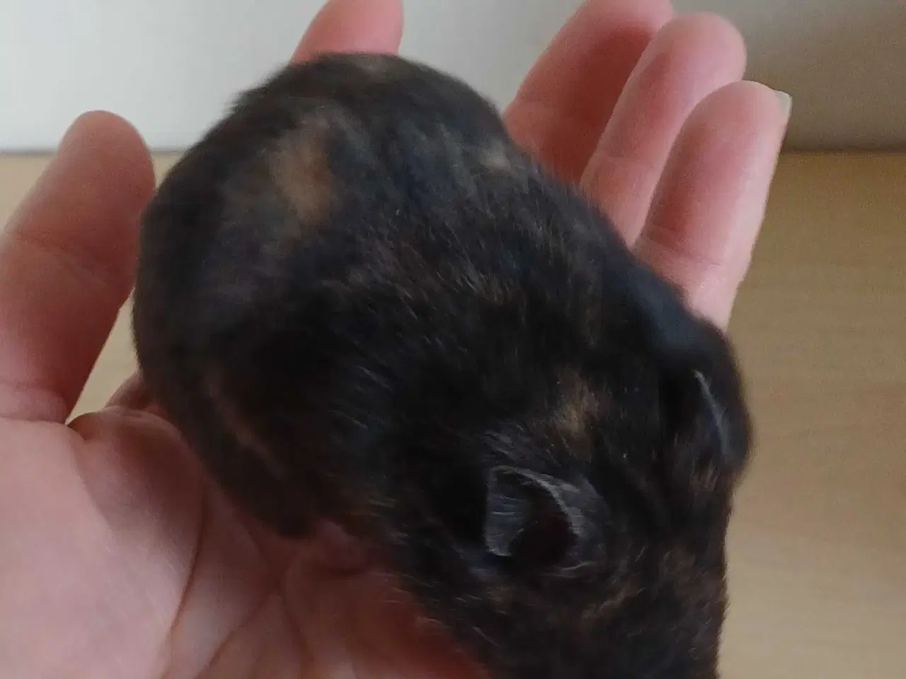 Billede 17 - Guldhamster unger