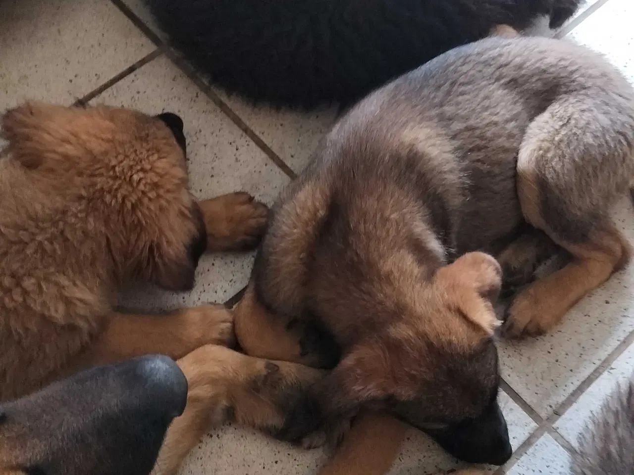 Billede 5 - Mor sankt Bernhard og far schæfer 