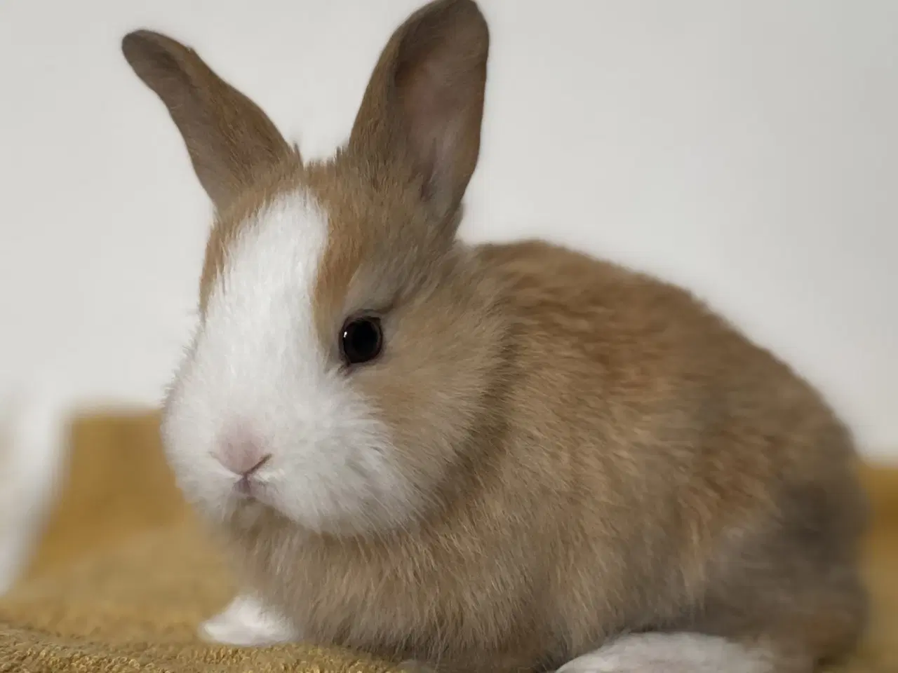 Billede 9 - HOLLÆNDER HAN MADAGASCAR