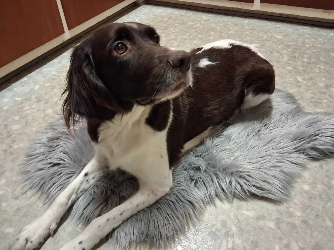 Billede 8 - kleine münsterländer Hvalpe