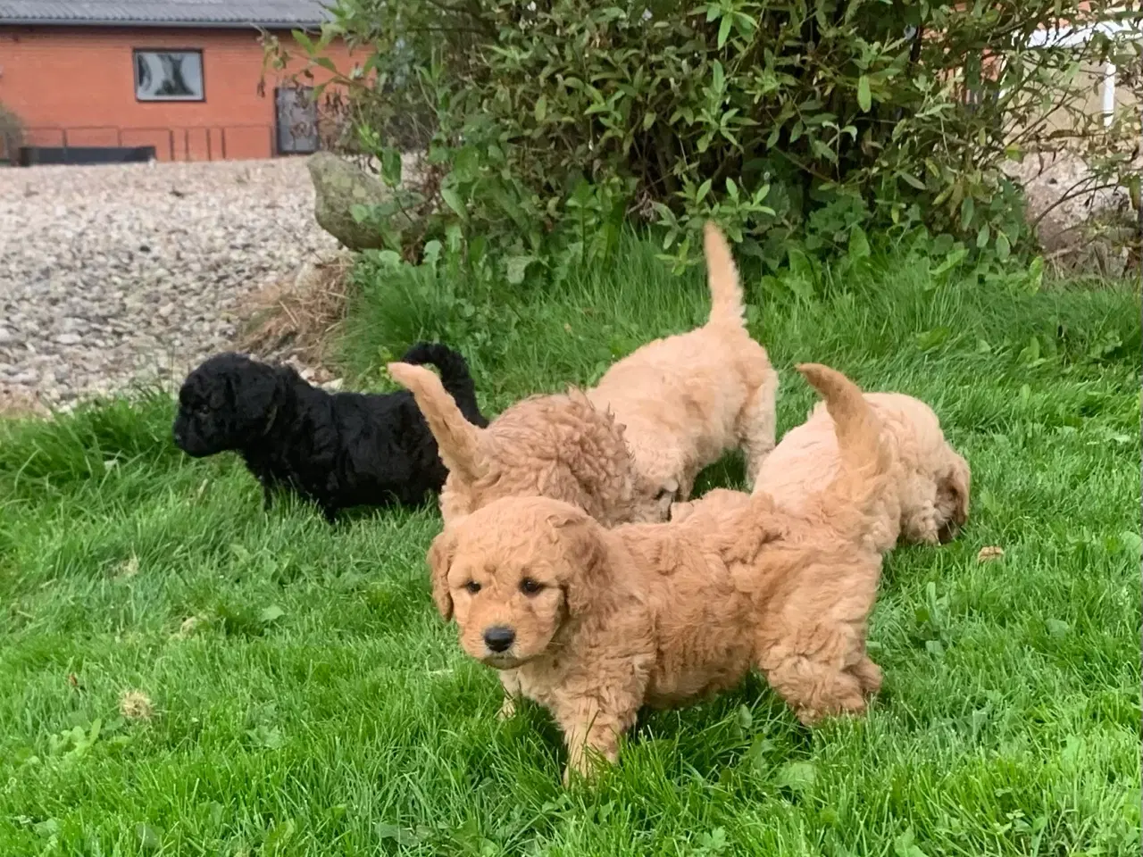 Billede 6 - Mini Golden doodle F1B babyer 