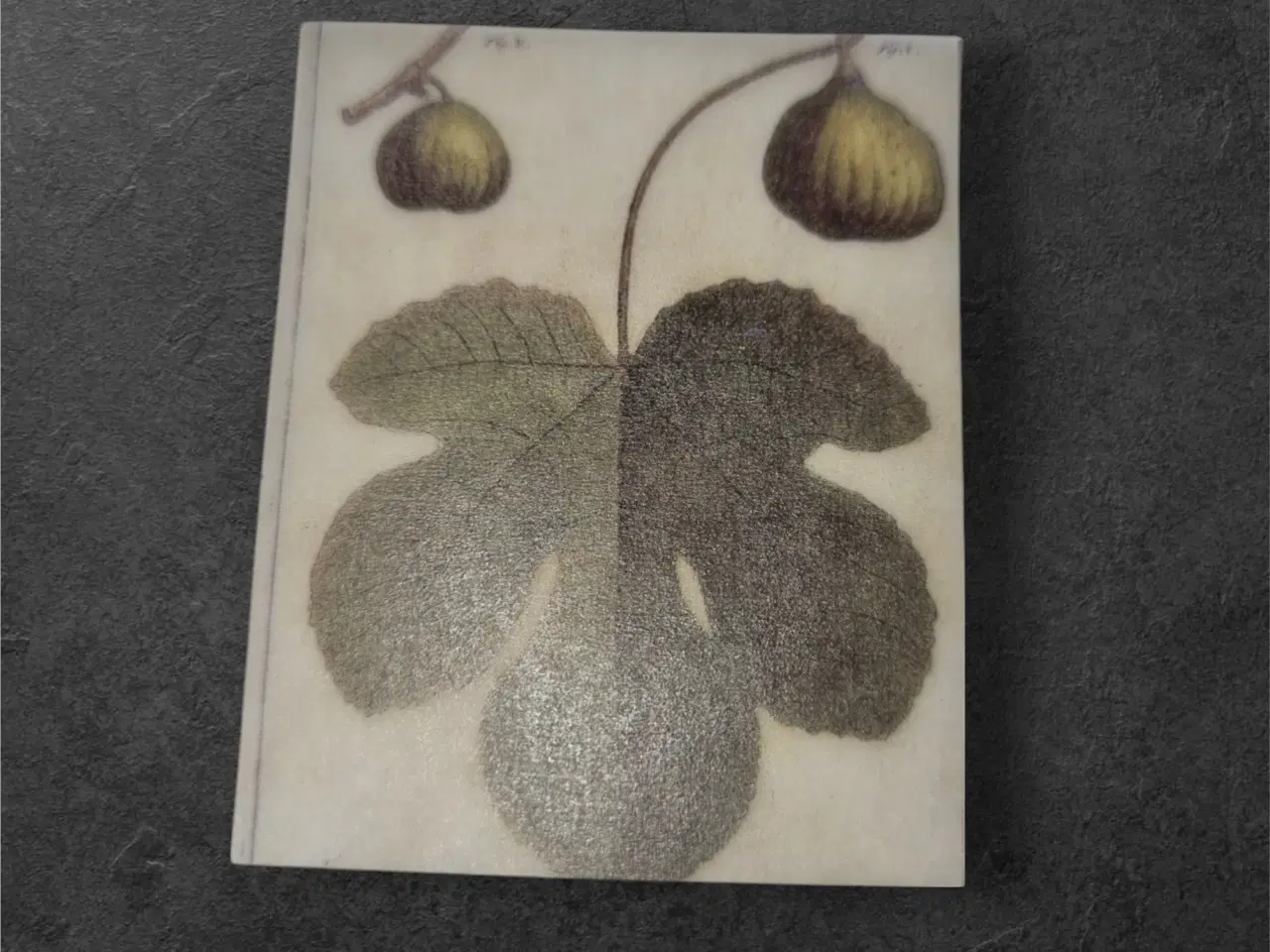 Billede 1 - Botanisk mini-tryk: Elegant figenillustration