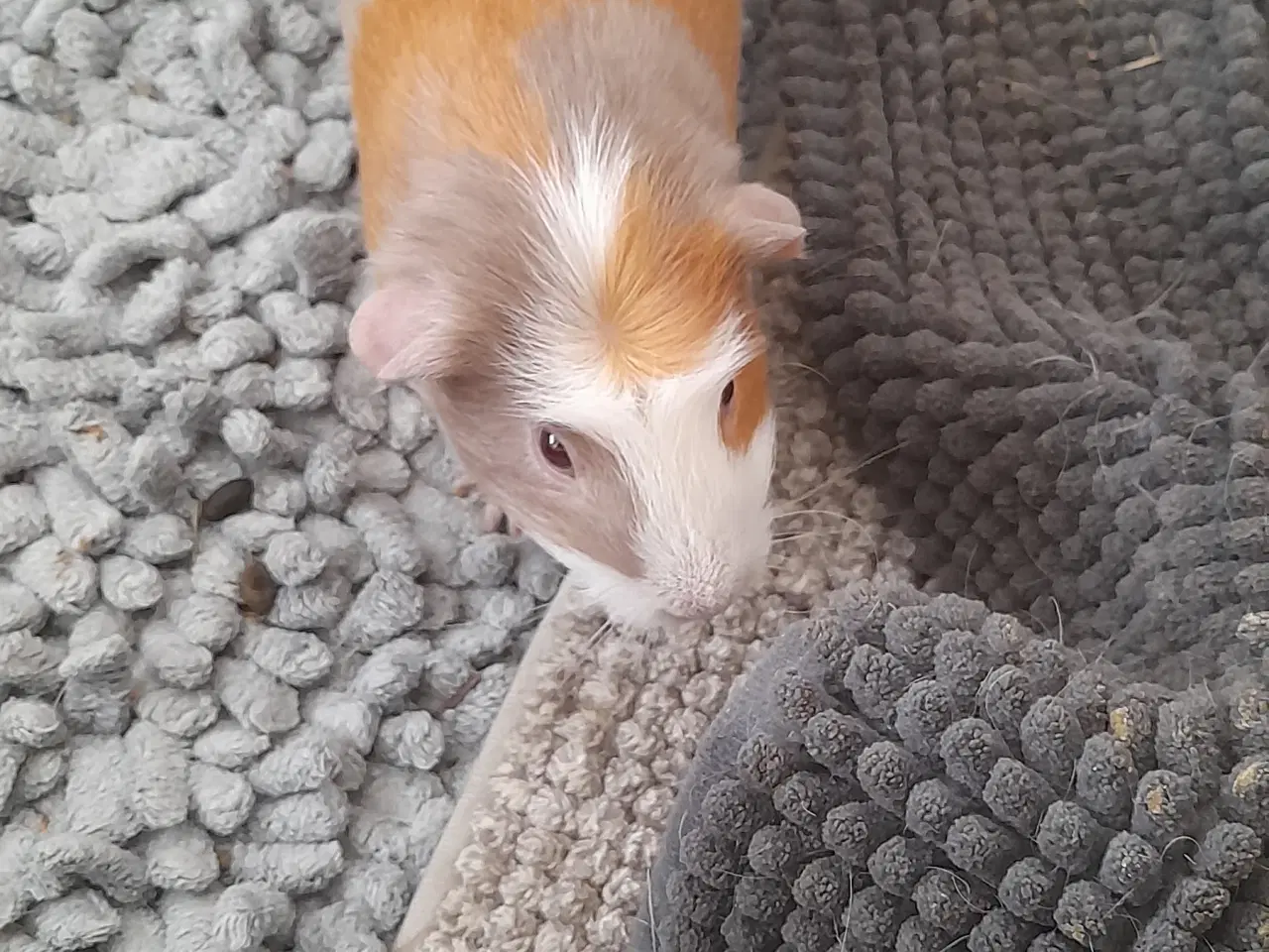 Billede 1 - Marsvin hun
