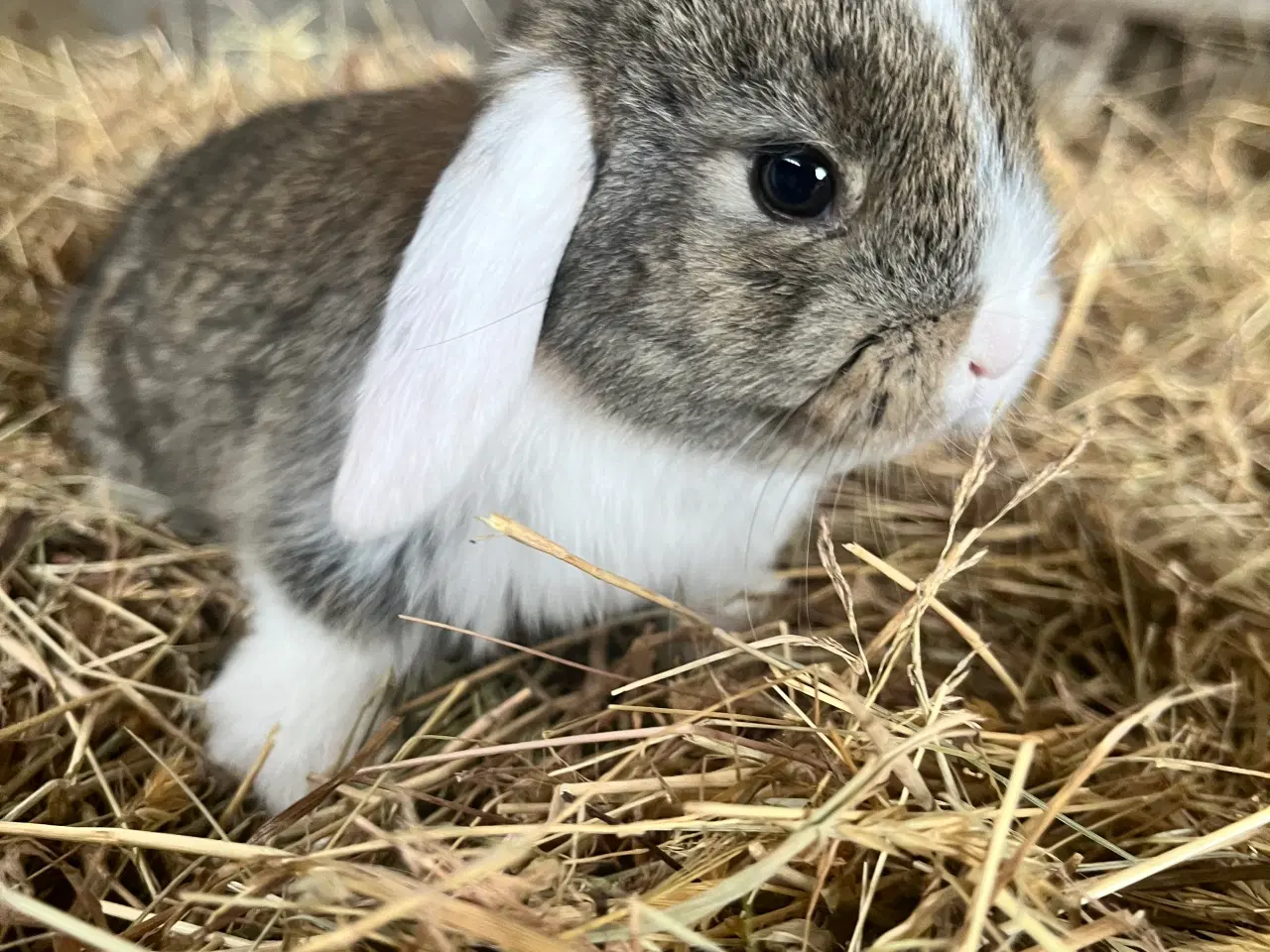 Billede 6 - Minilop på 8 uger 