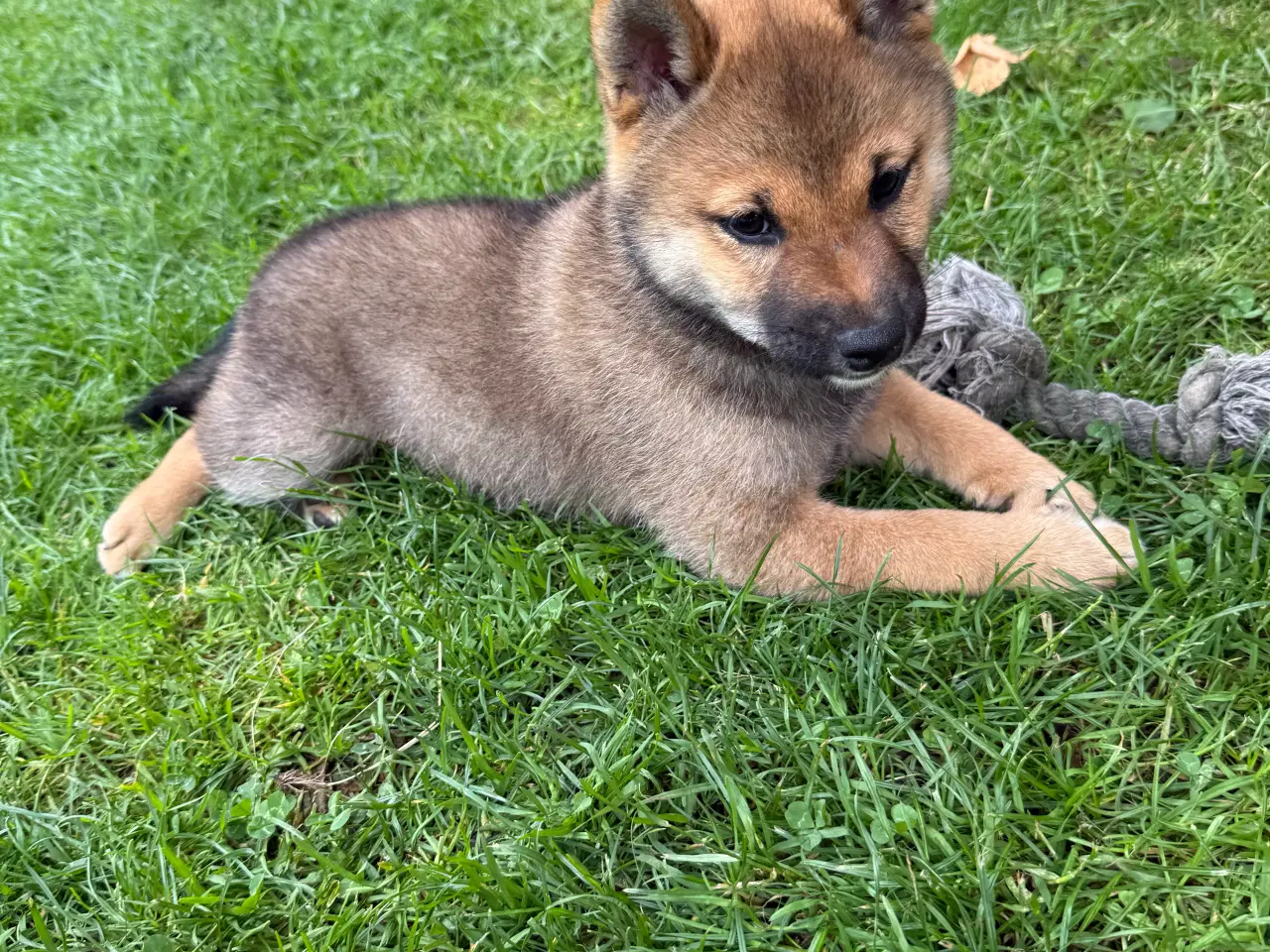 Billede 6 - Shiba inu hvalpe