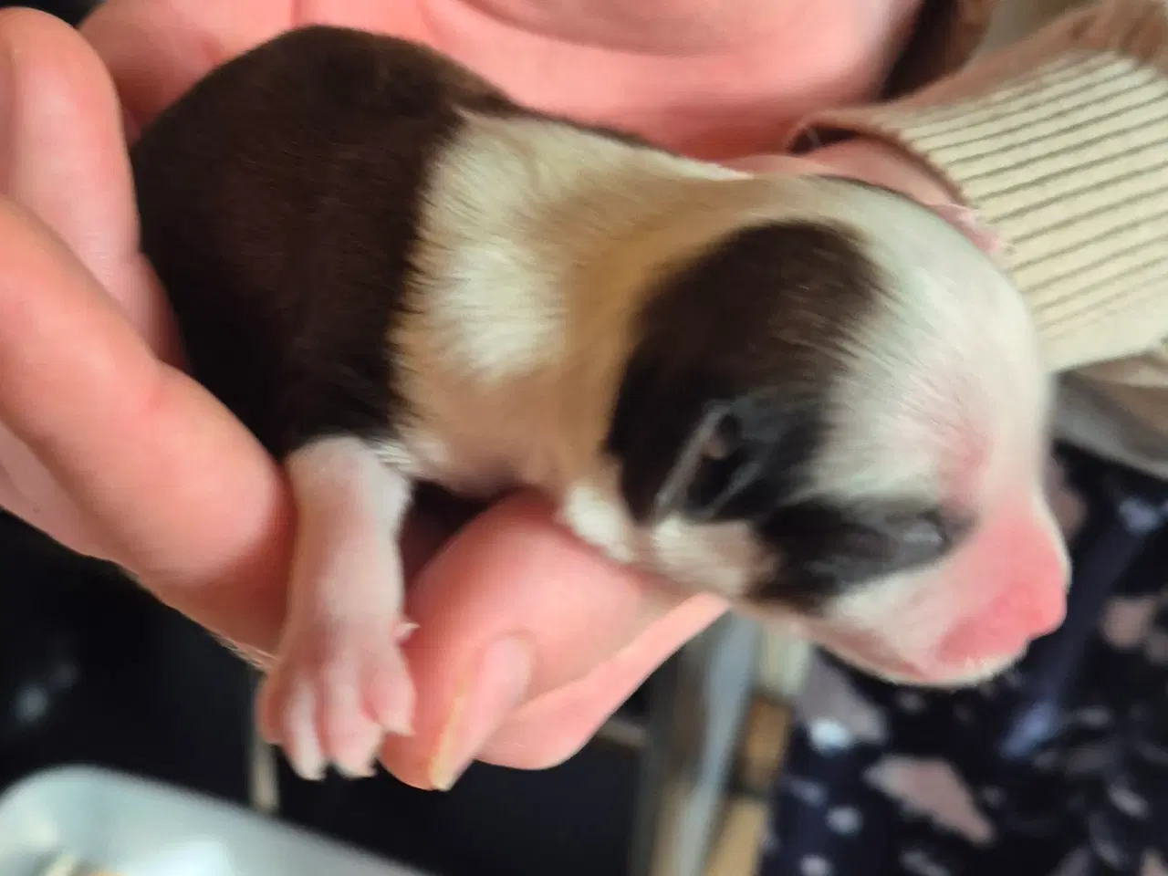 Billede 7 - CC Hunde hvalpe