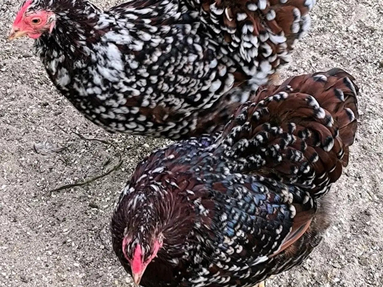 Billede 2 - Rugeæg - Dværg Wyandot - Porcelænsfarvede