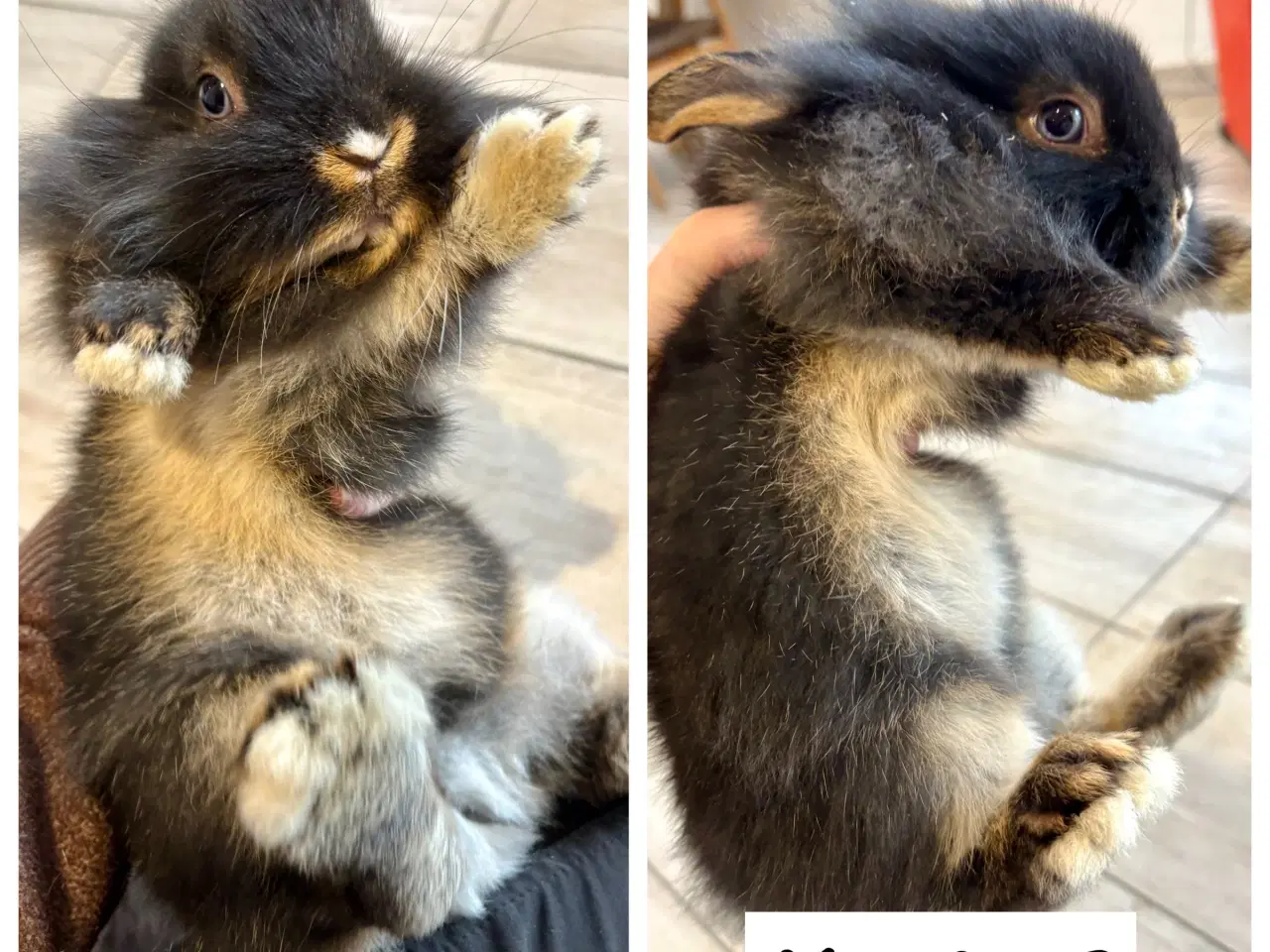 Billede 3 - De sødeste kaninunger