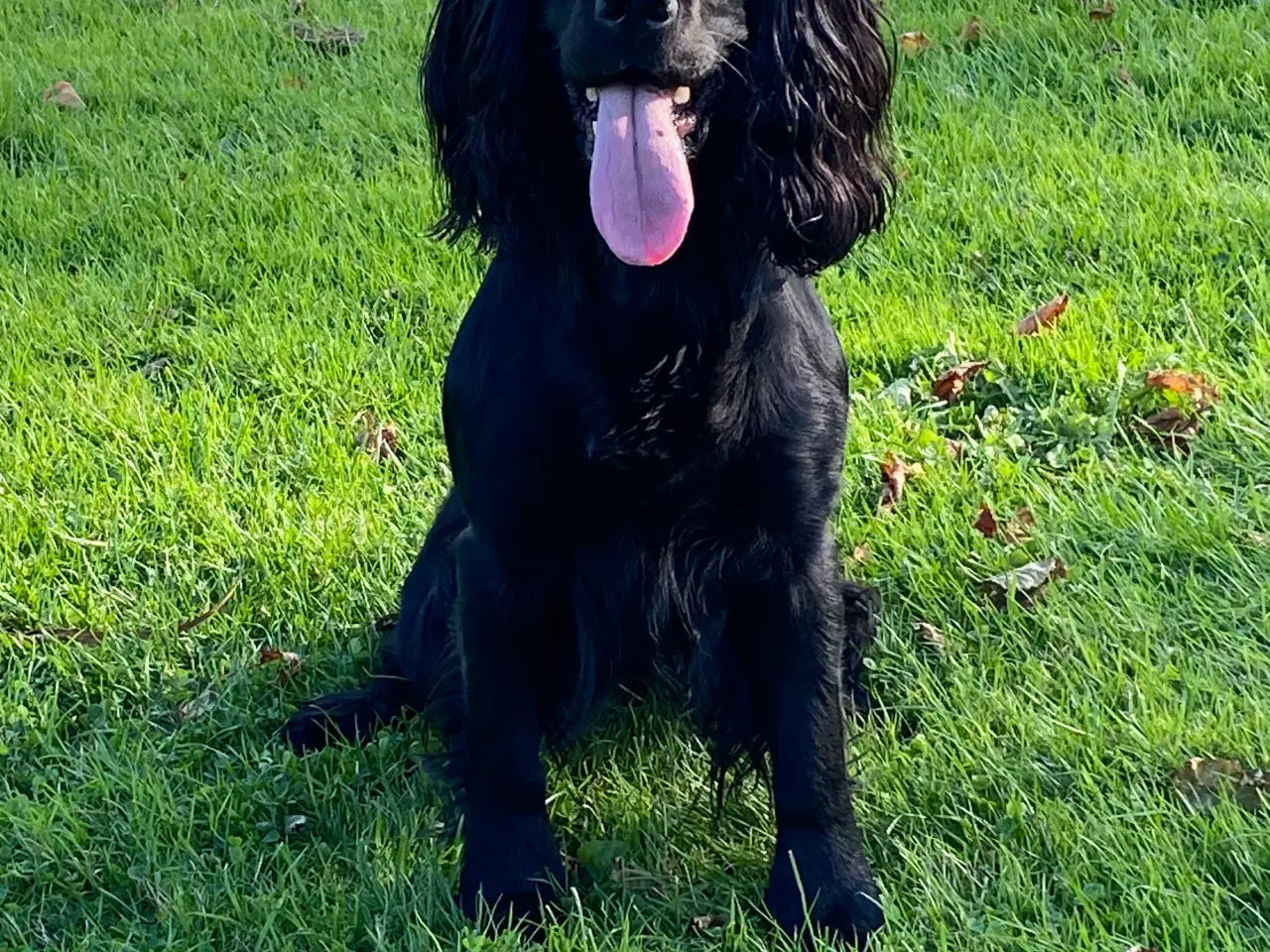 Billede 5 - Cockerspaniel hvalpe