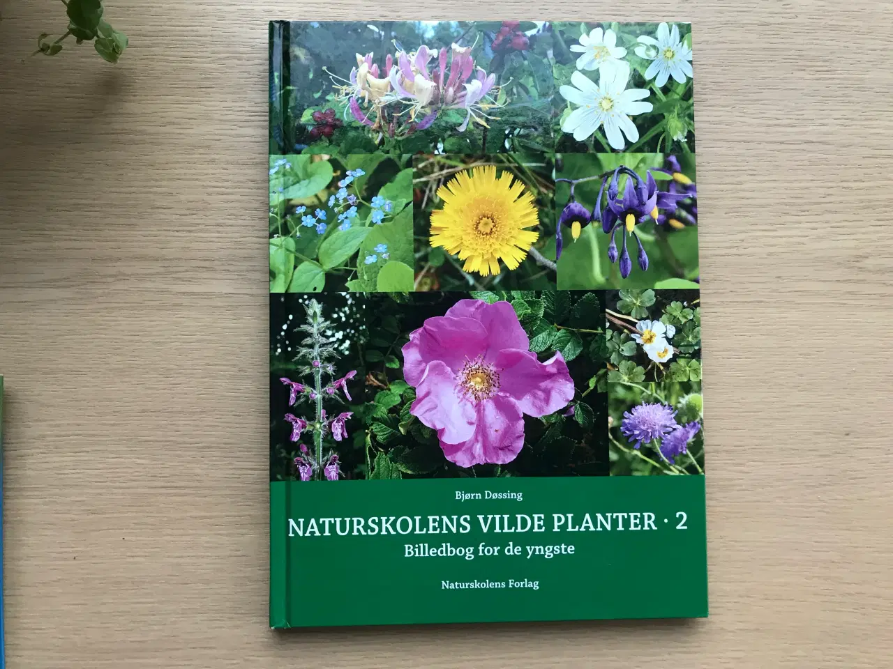 Billede 1 - Naturskolens Vilde Planter 2  - Billedbog for de y