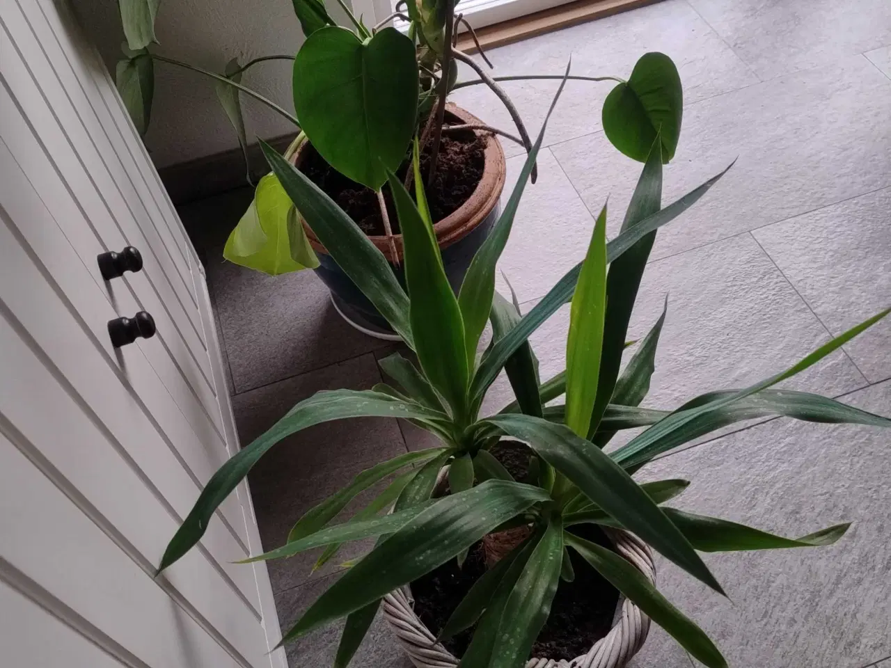 Billede 4 - Palme i flettet kurv