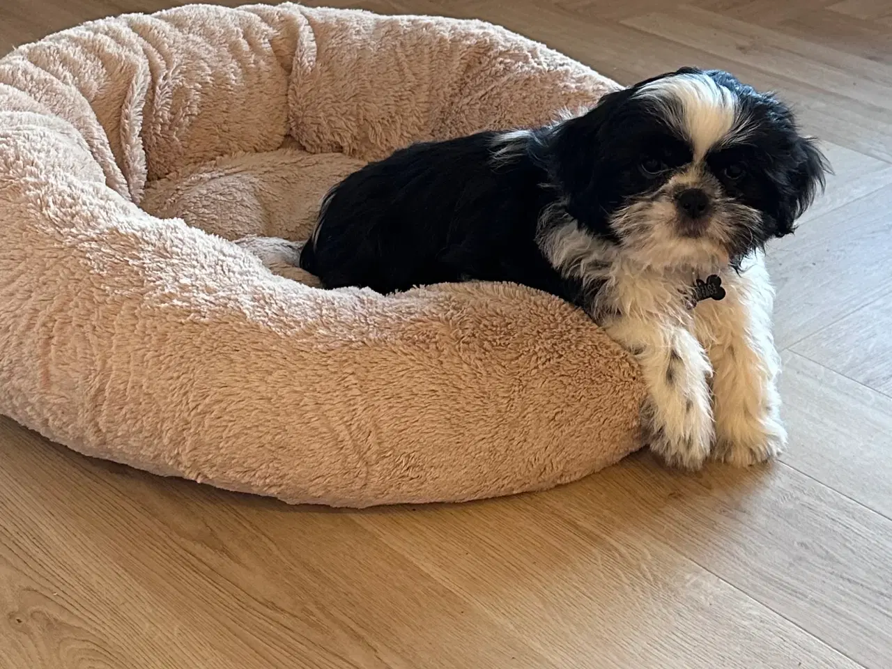 Billede 3 - Shih tzu hvalp 12 uger