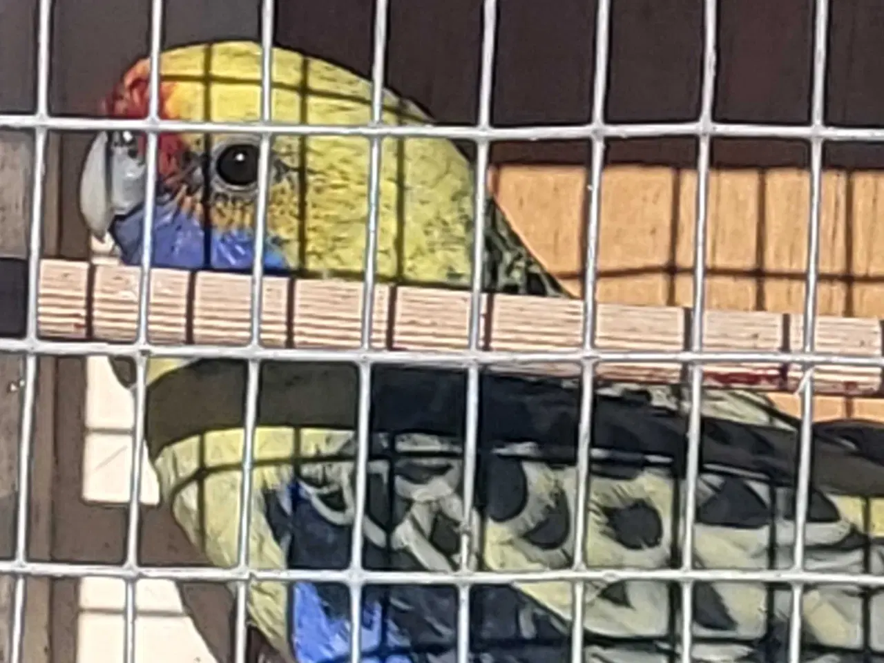 Billede 2 - Gul rossella 