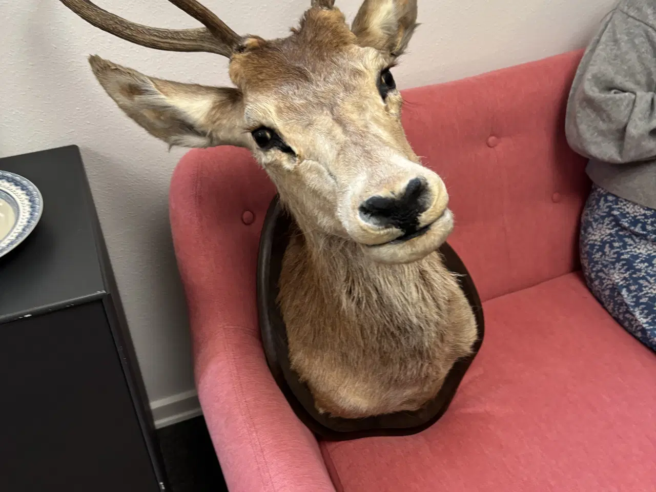 Billede 5 - Hjortehoved til ophæng