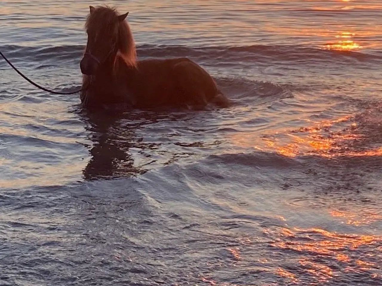 Billede 1 - Islænder hoppe