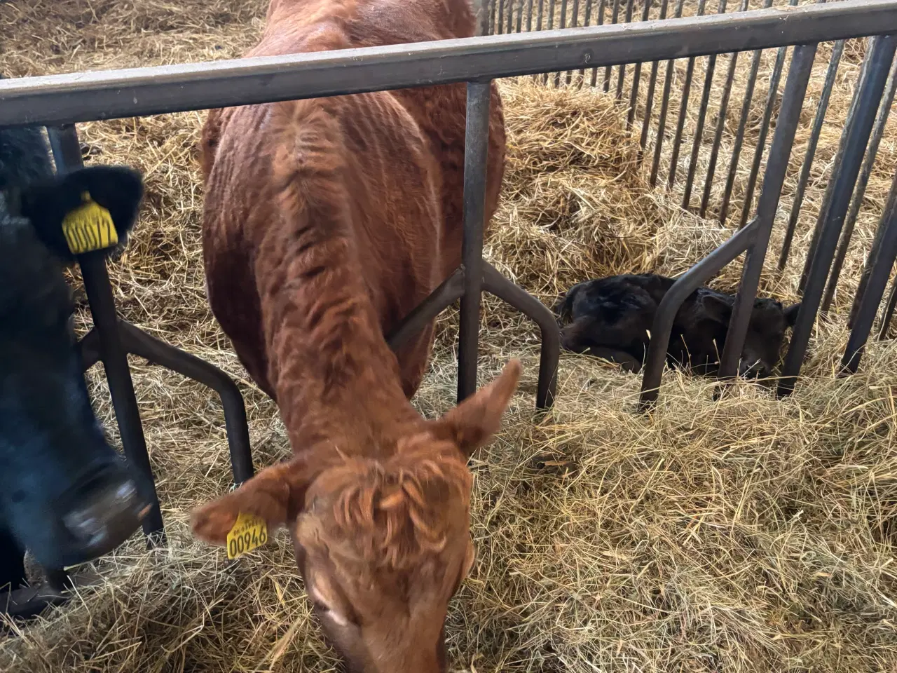 Billede 2 - Dexter ko med kalv sælges