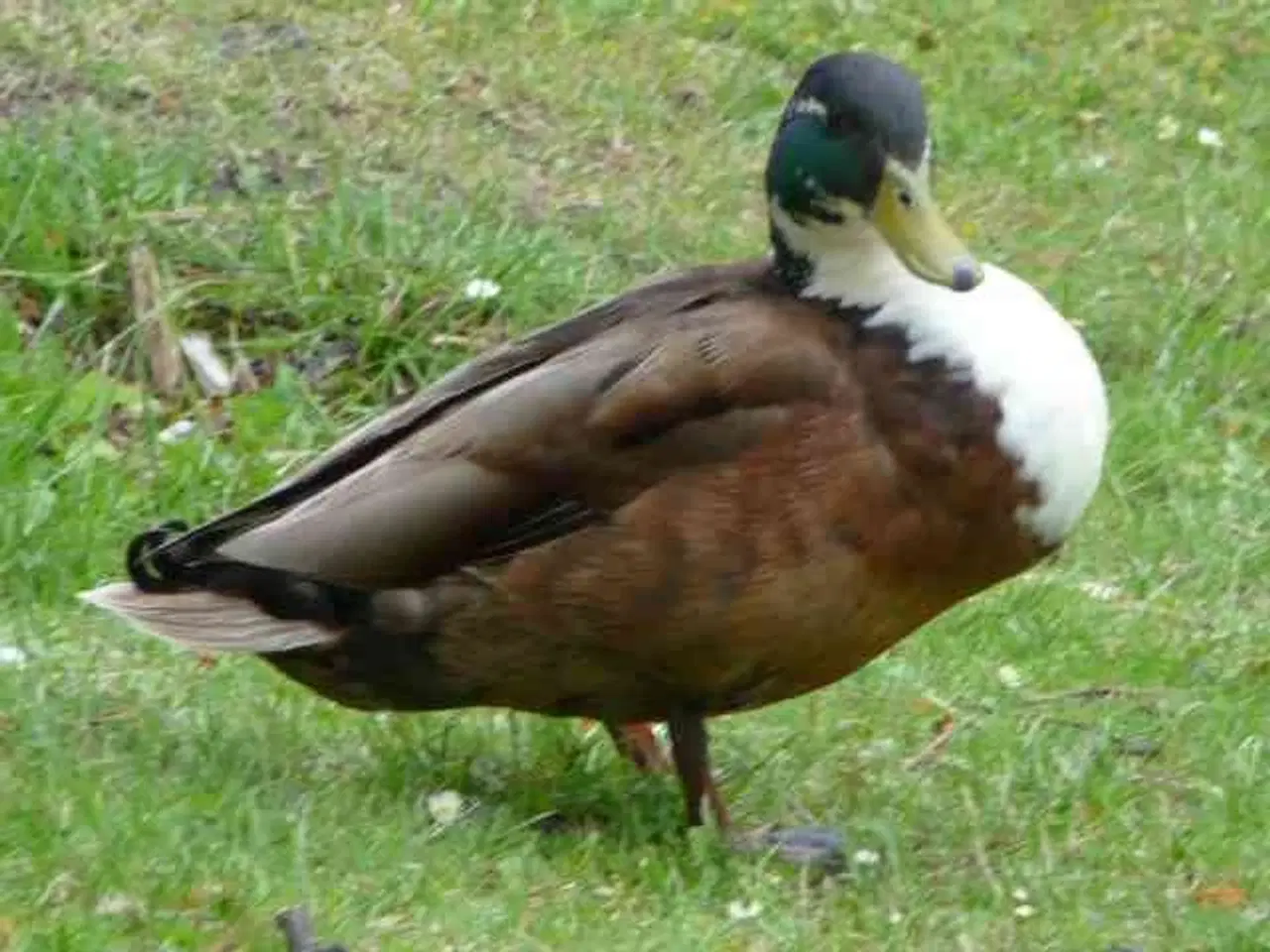 Billede 1 - Andrik søges. Ikke moskus eller løbeand