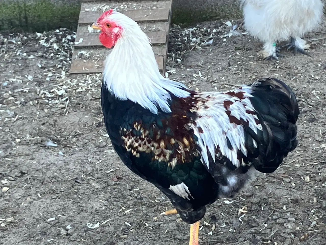 Billede 2 - Laksefarvet 