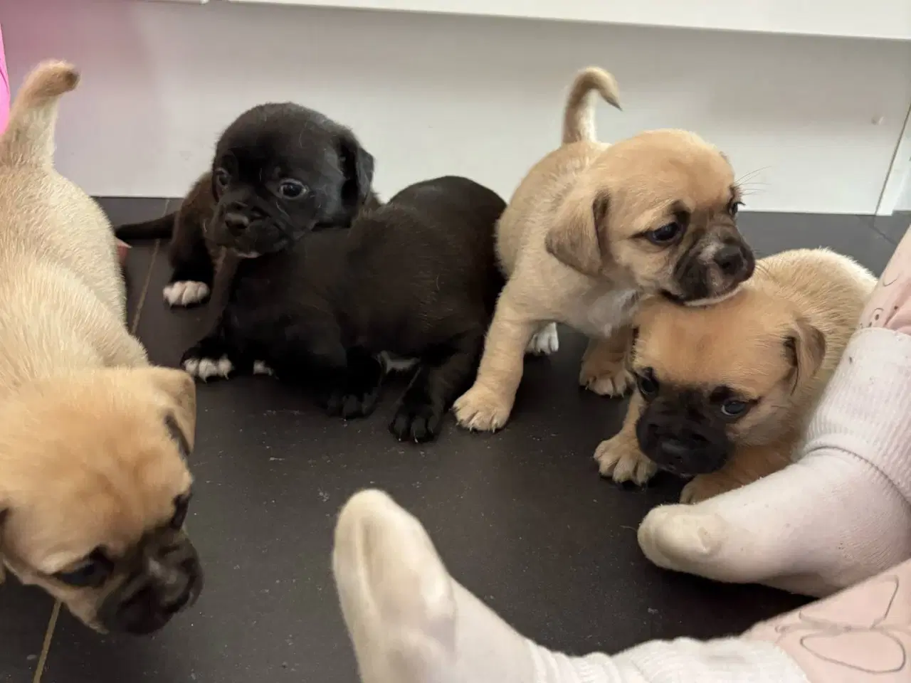 Billede 9 - Jack russel terry og mops hvalpe 