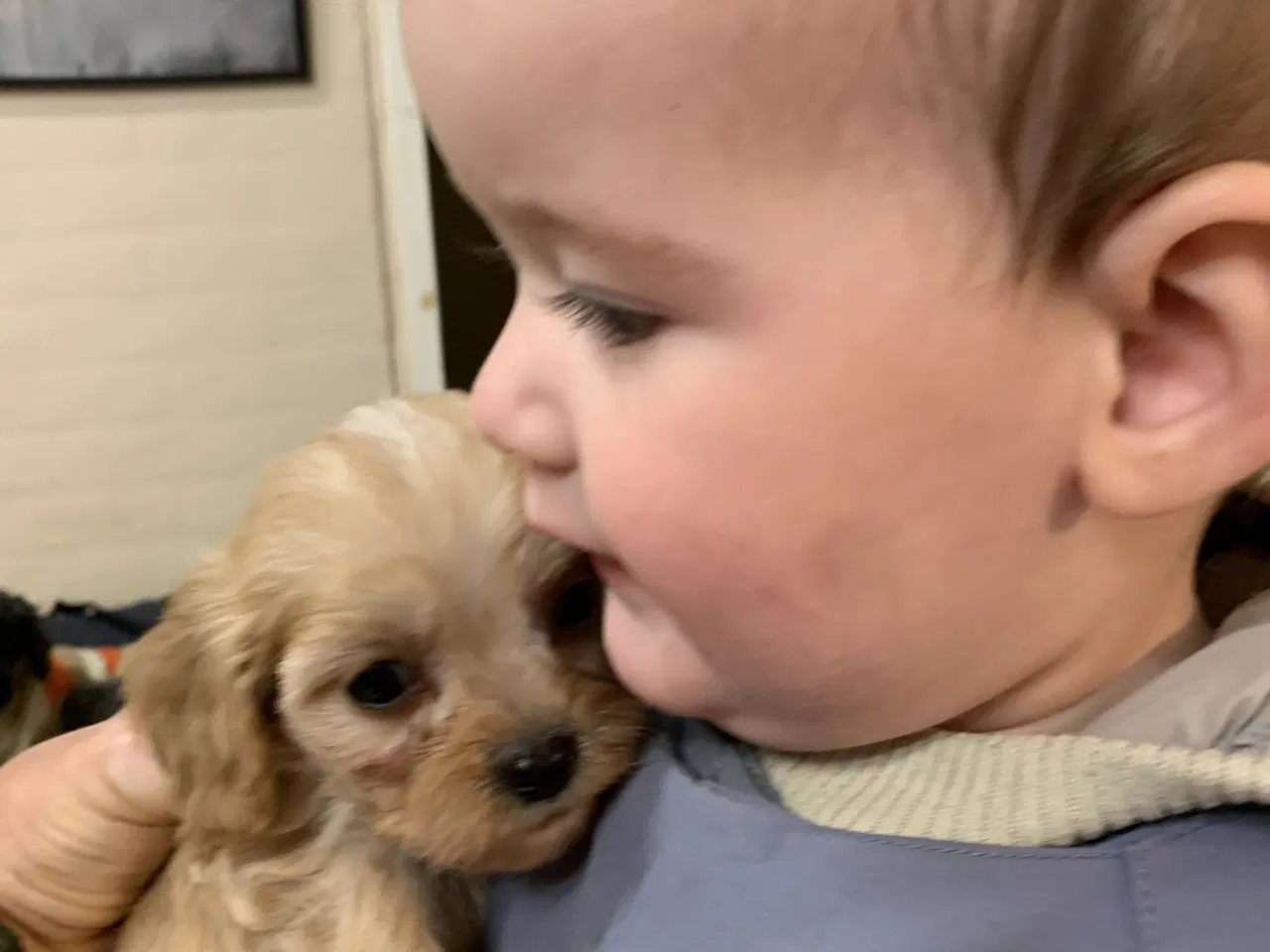 Billede 13 - Mini cavapoo babyer F1