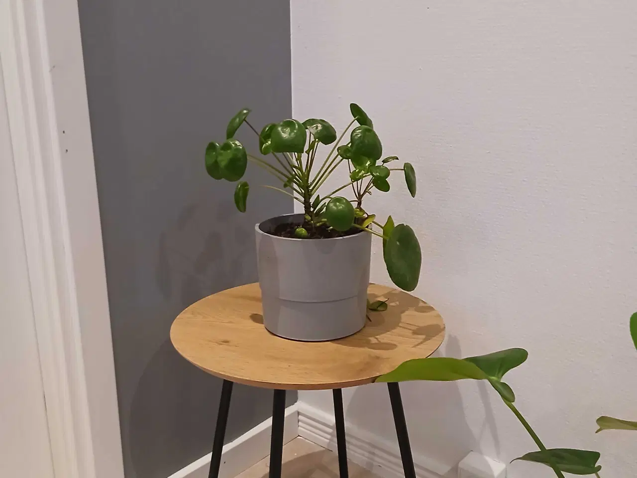 Billede 6 - Diverse planter og krukker