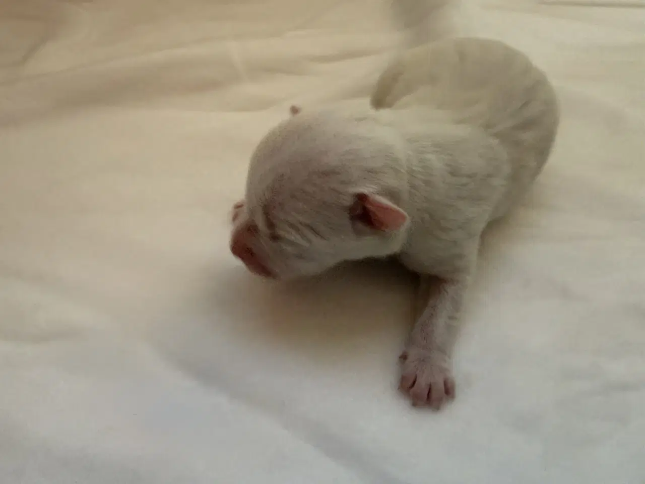 Billede 5 - Jack russel hvalpe 