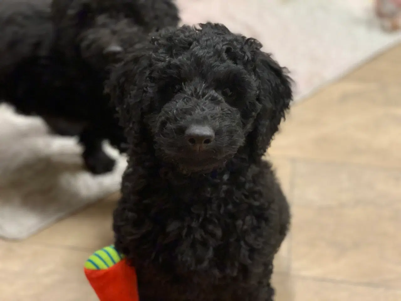 Billede 14 - Golden Doodle F1B babyer er rejse klar