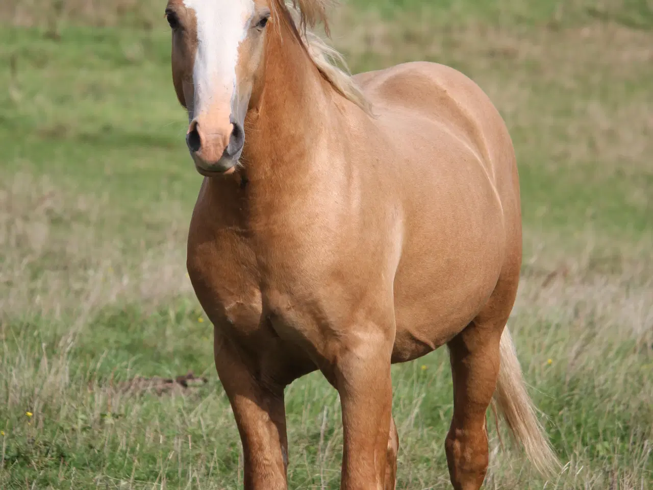 Billede 5 - Welsh Cob avlshingst - Kat 1.