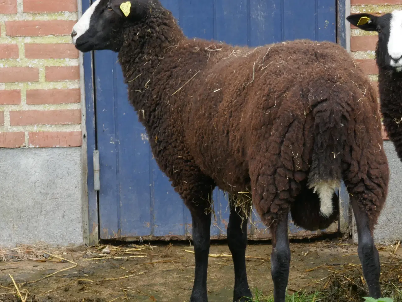 Billede 2 - Zwartbles Vædderlam, m3, Vaccineret mod Bluetongue