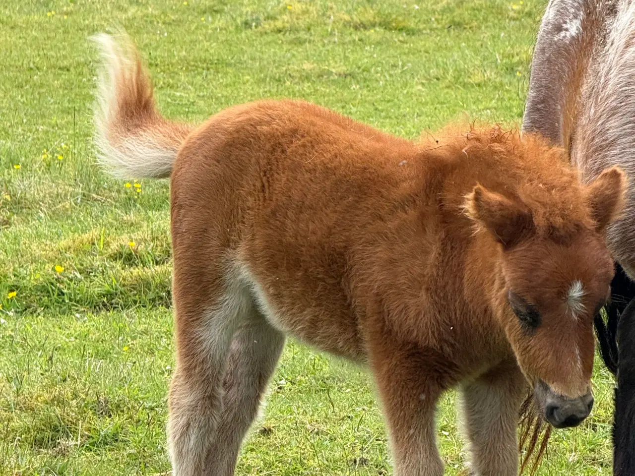 Billede 10 - Mini Pony 