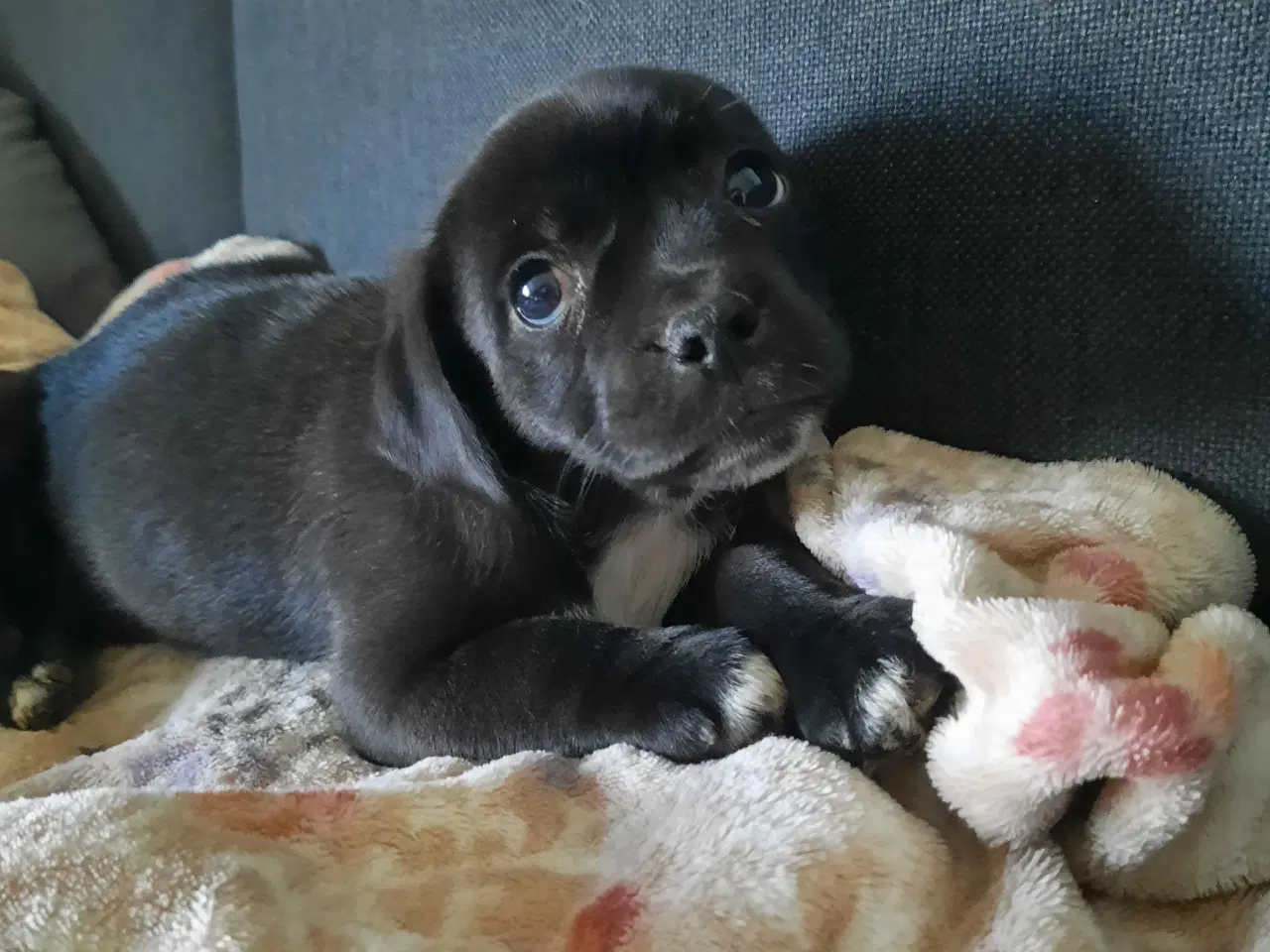 Billede 6 - Jack russel terrie og mops hvalpe 