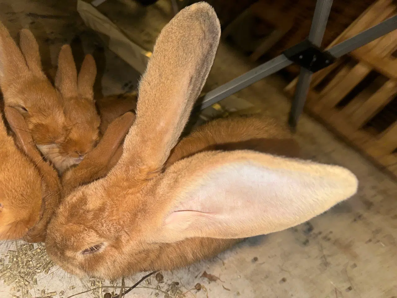 Billede 4 - New Zealand Red/Belgisk kæmpe