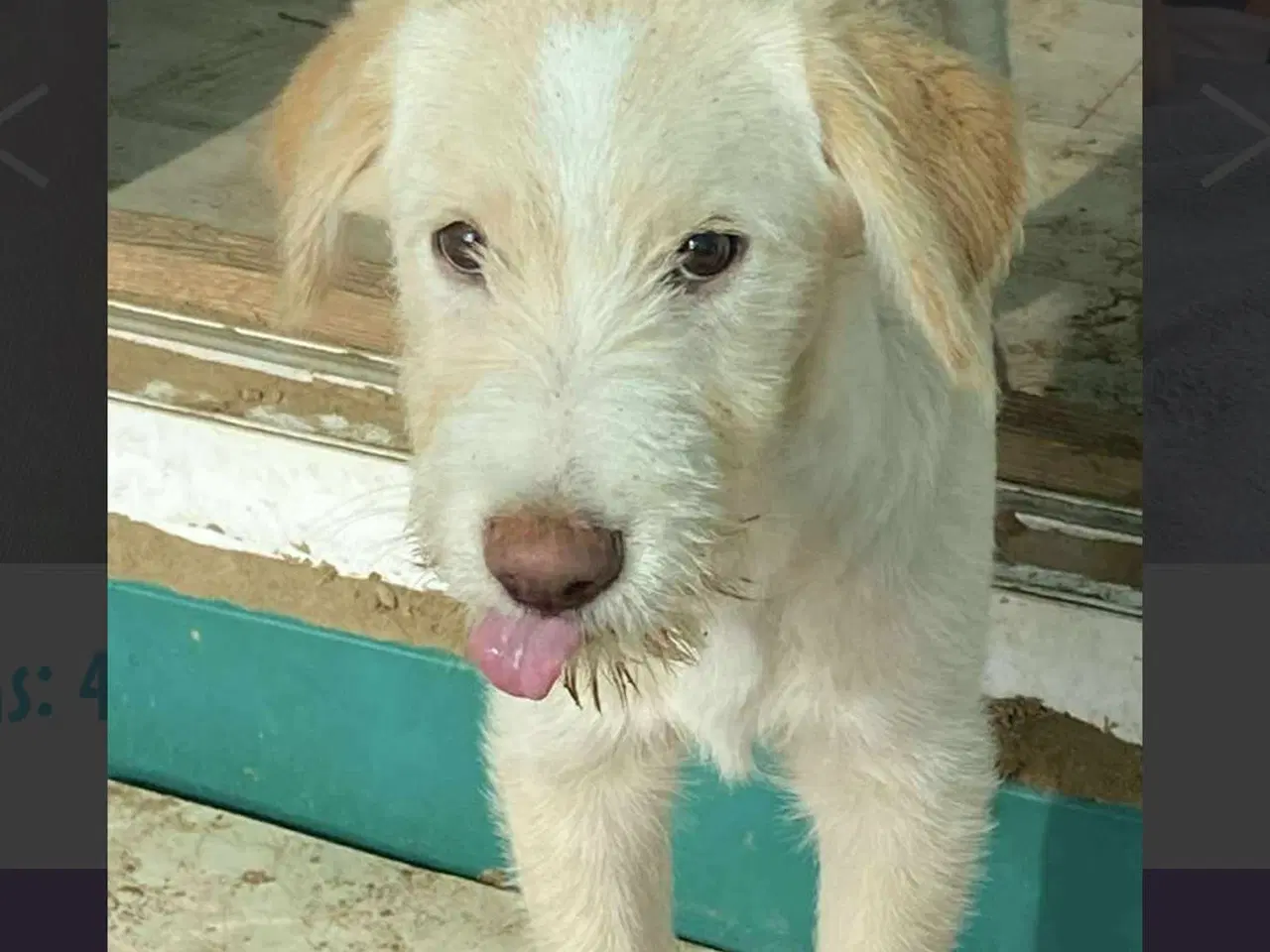 Billede 9 - Vidunderlige DJ leder efter sin 4-ever familie🏡💞