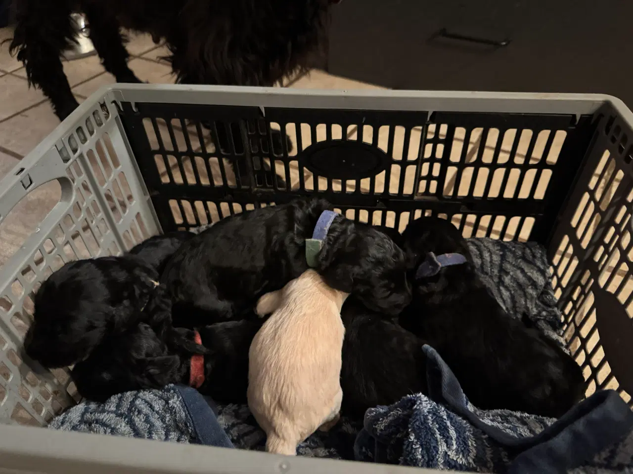 Billede 8 - Cockerdoodle / Cockapoo / Cockerpoo / Doodle hvalp