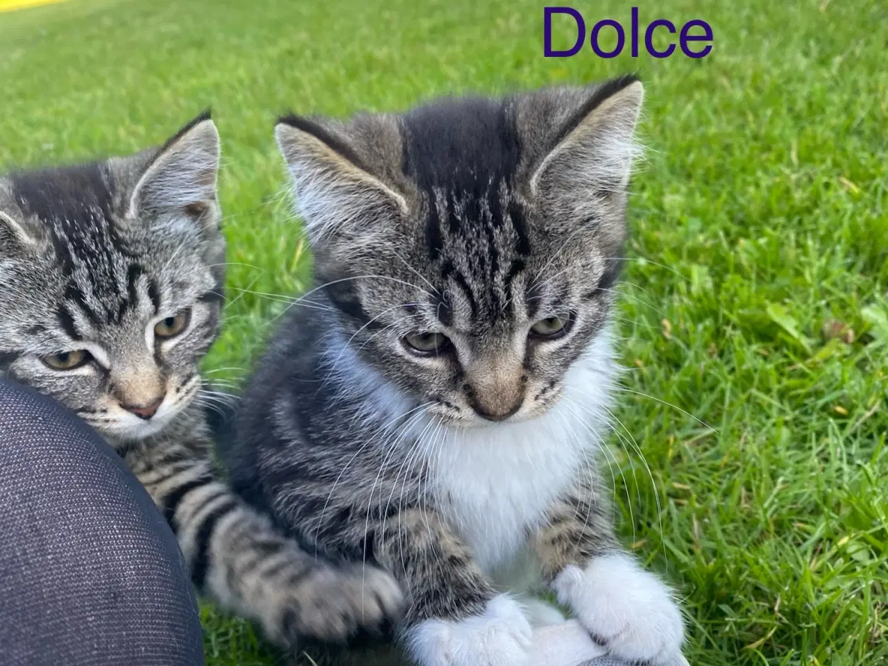 Billede 9 - Polydactyl Maine coon blandinger