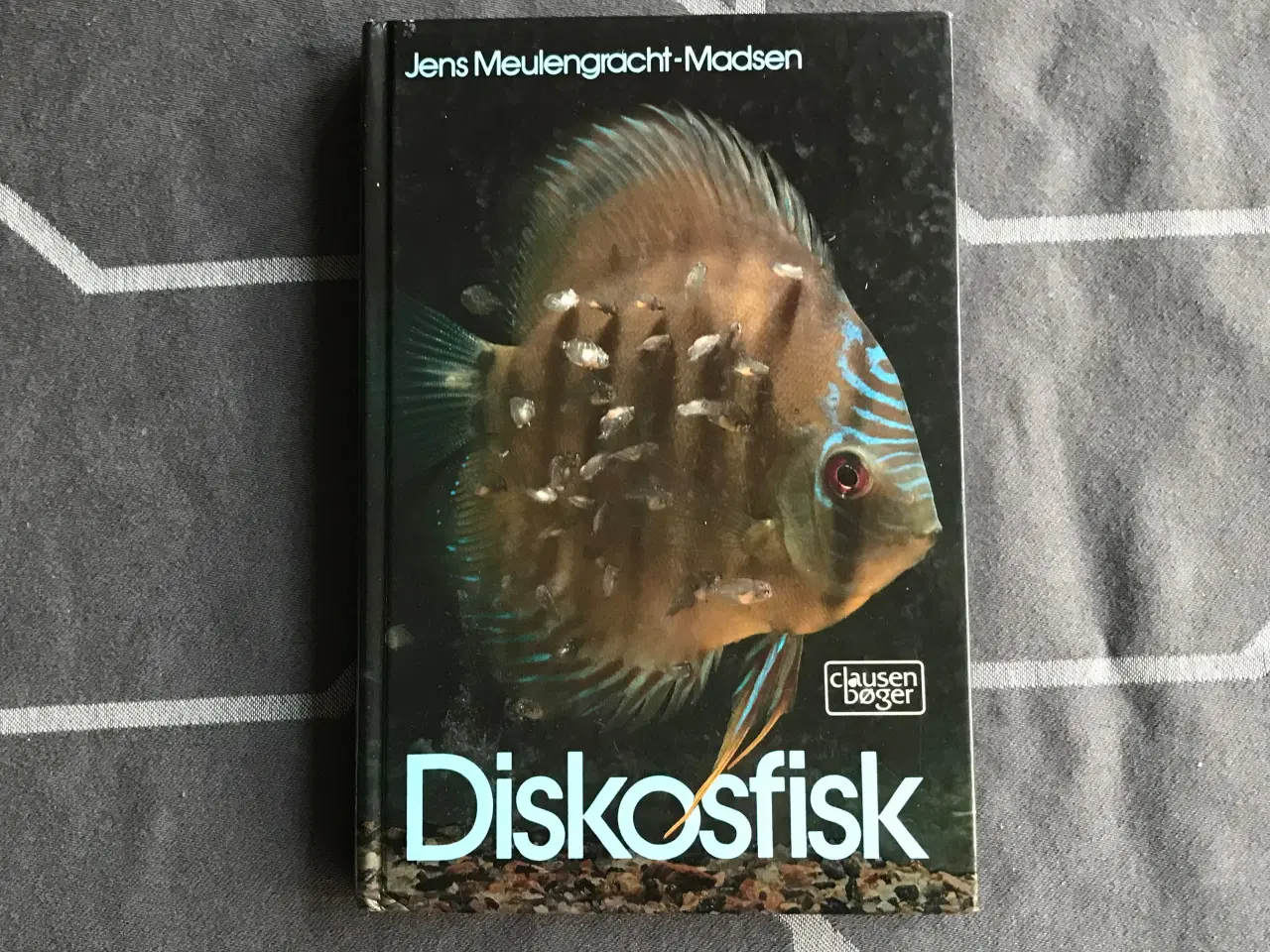 Billede 1 - Diskosfisk