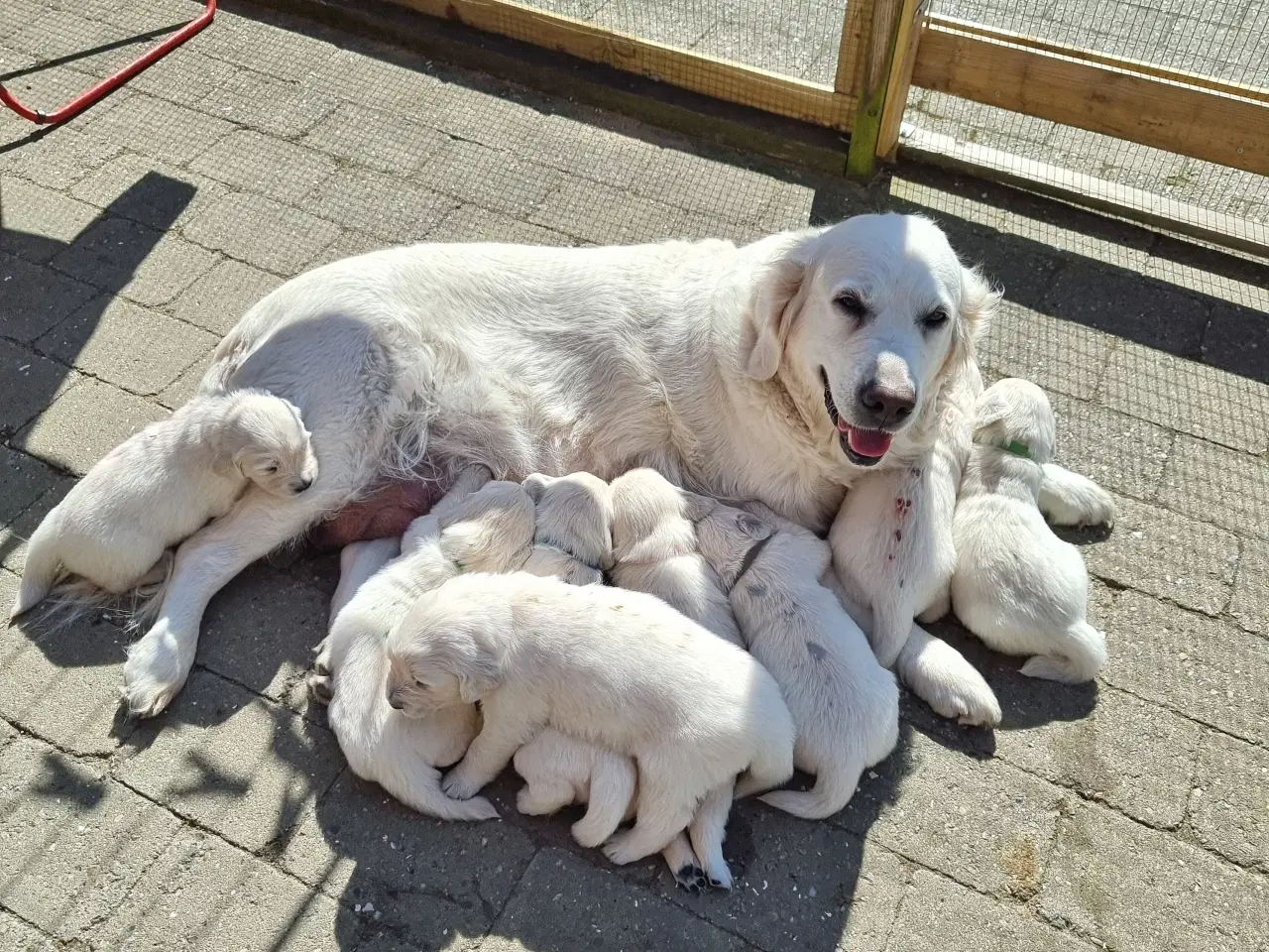 Billede 9 - GOLDEN RETRIEVER HVALPE DKK FORÆLDRE