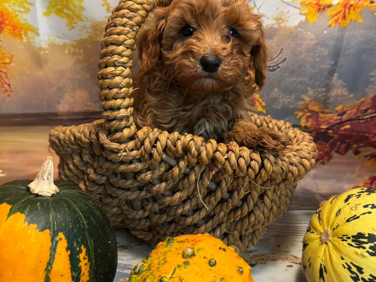 Billede 14 - Maltipoo til efterårs ferien ?