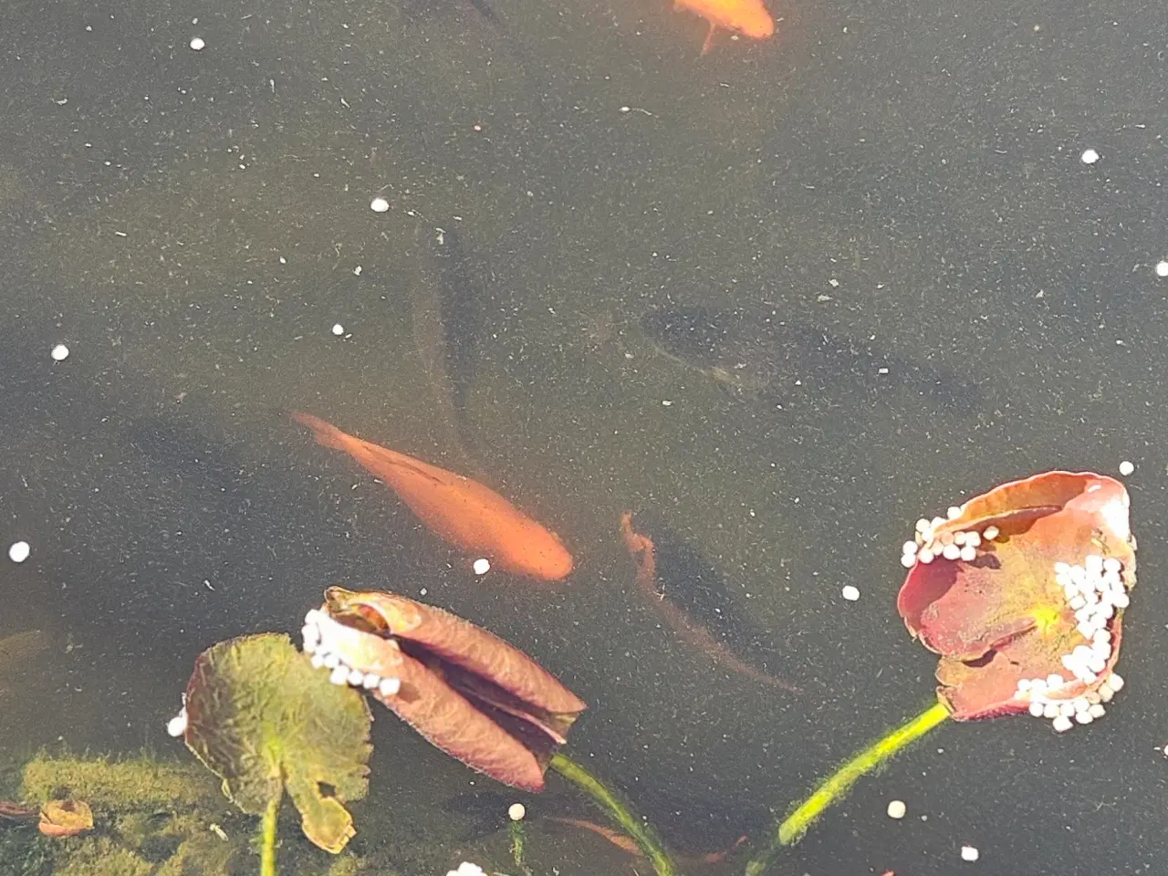 Billede 1 - Guldfisk til havedam
