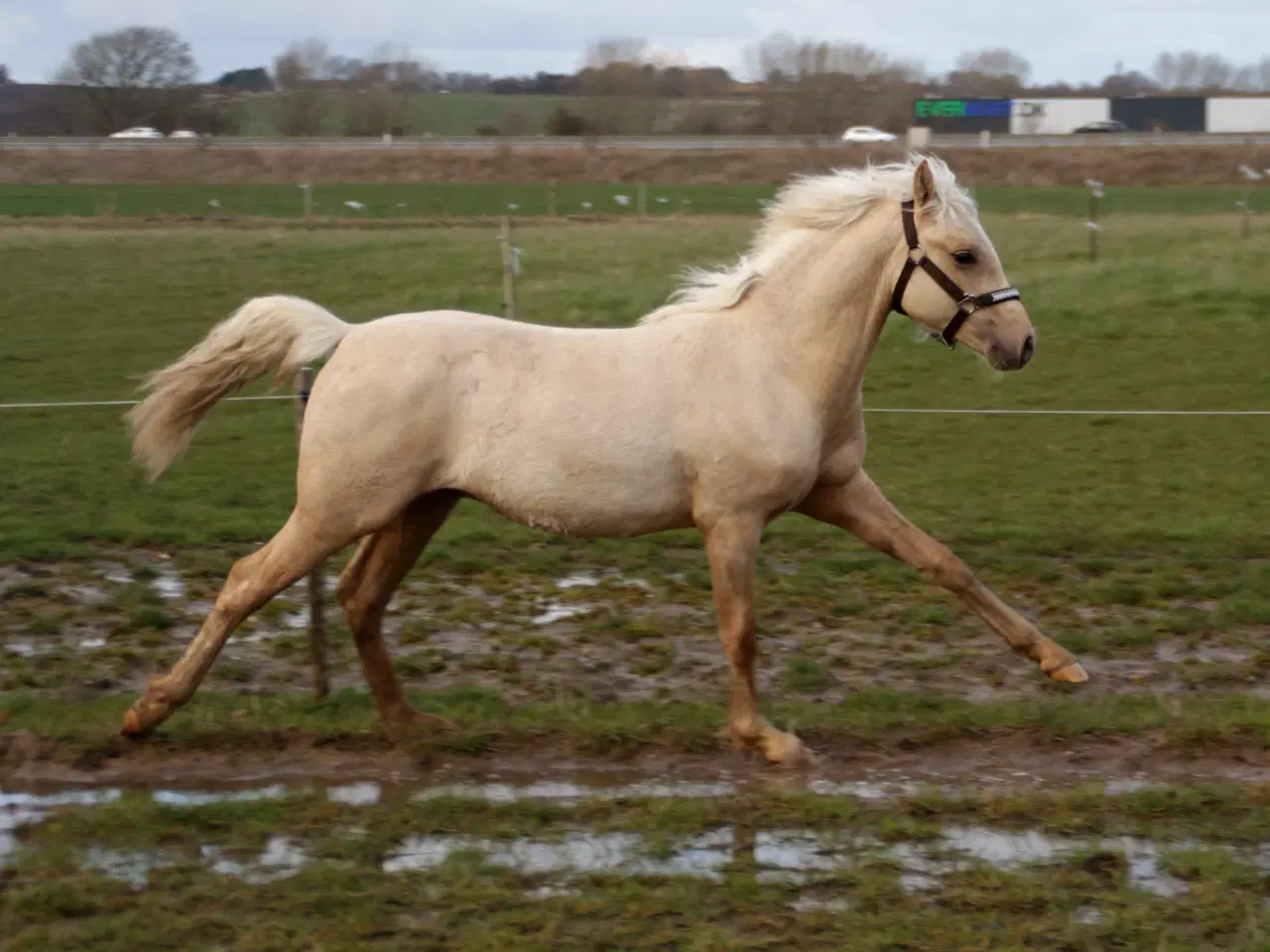 Billede 6 - Smuk Pony Welsh Partbred 1 år 130 cm.